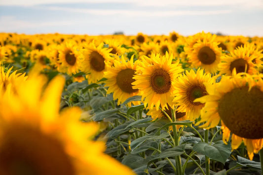 Sonnenblumenöl