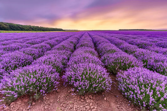 Lavendel