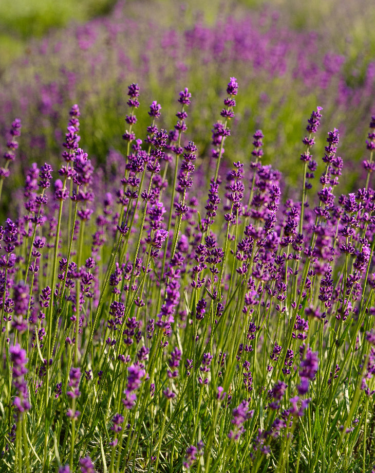 Bio Natürlich Lavendel pflanzen